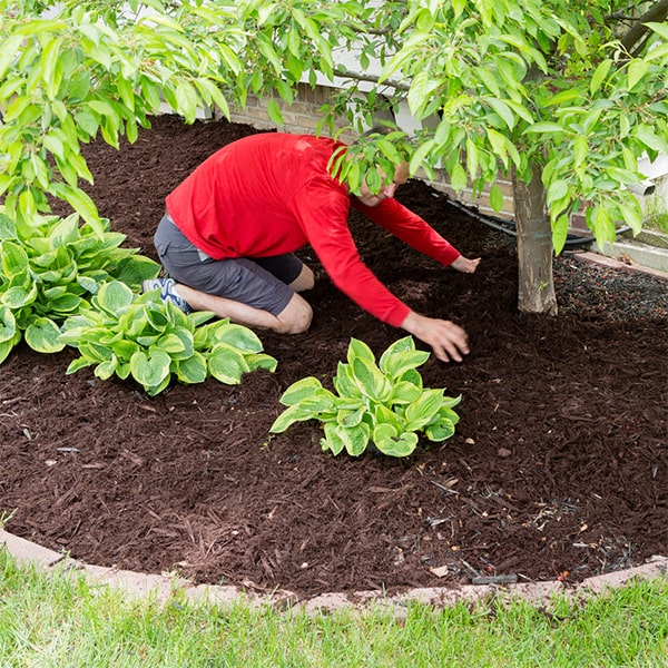 we can provide mulch installation for gardens with existing plants and flowers